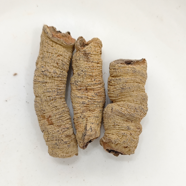 Akar morinda (Morinda officinalis)