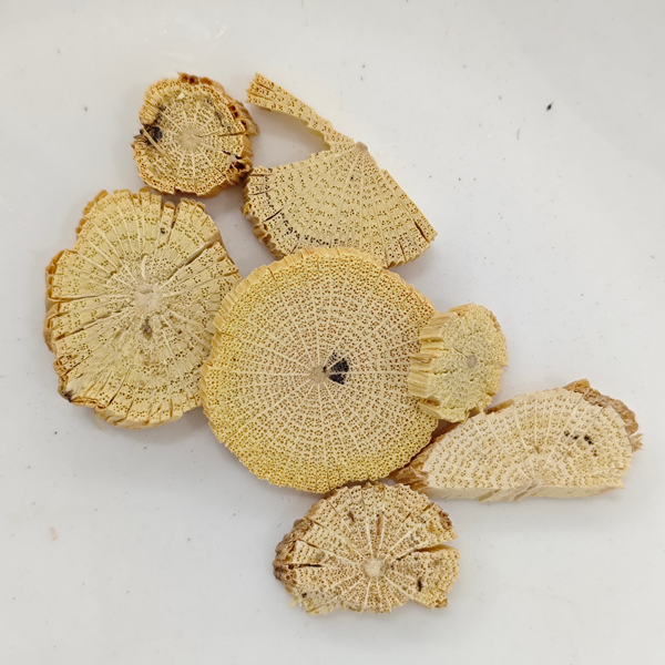 Batang Clematis Cina