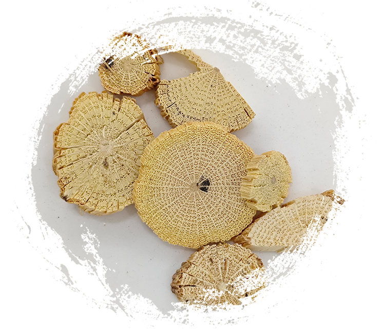 Batang Clematis Cina