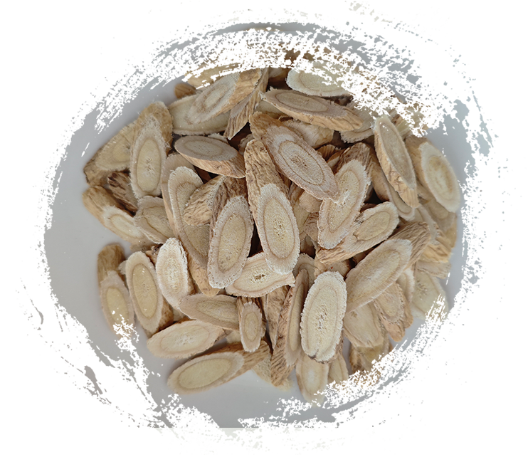 Astragalus Membranaceust (digunakan dalam TCM)