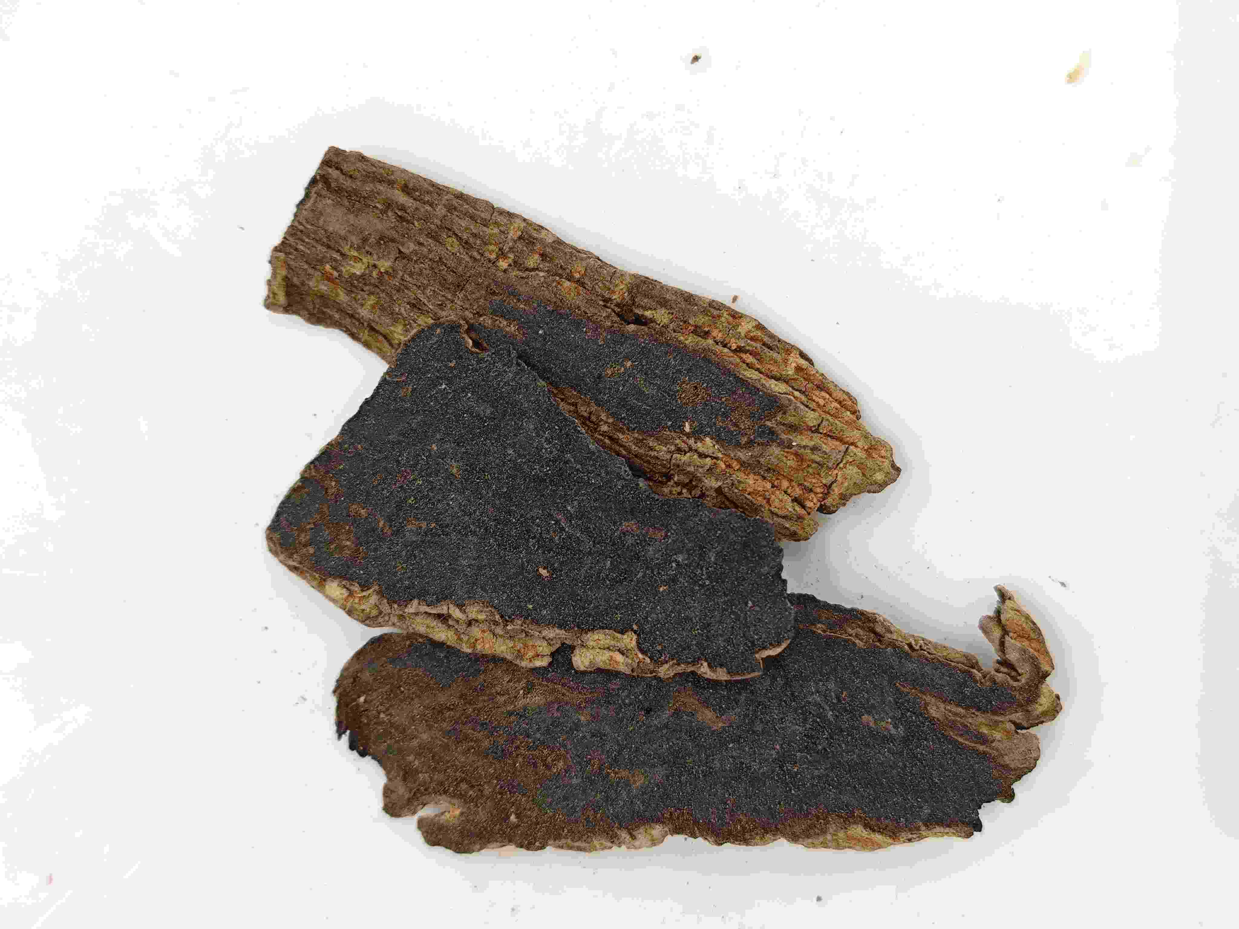 Akar scrophularia (xuanshen)