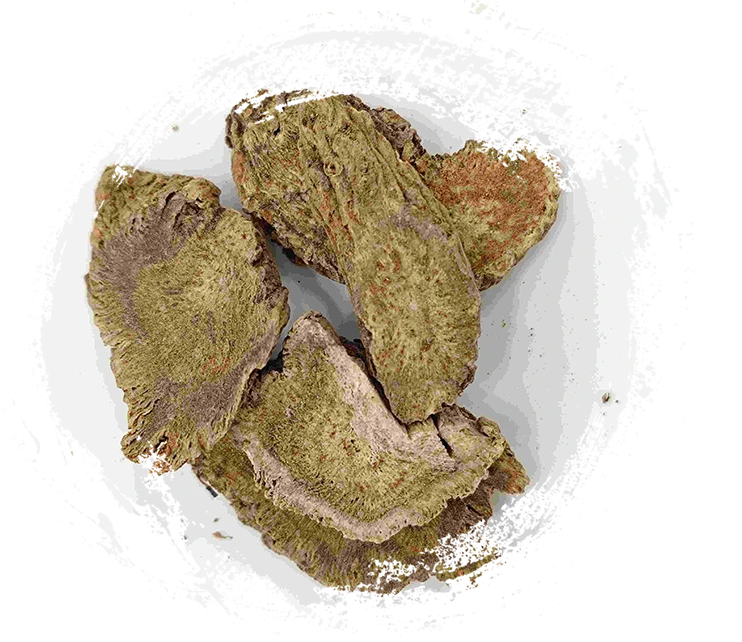 Costus Root, Muxiang