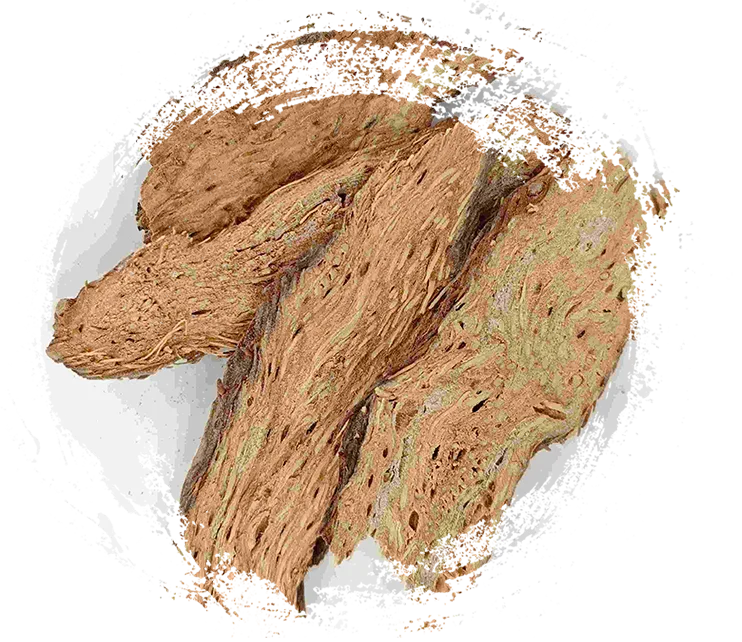 Homalomena, Qian Nian Jian