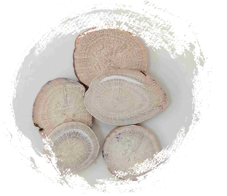 Root Peony Putih (Sheng Baishao)