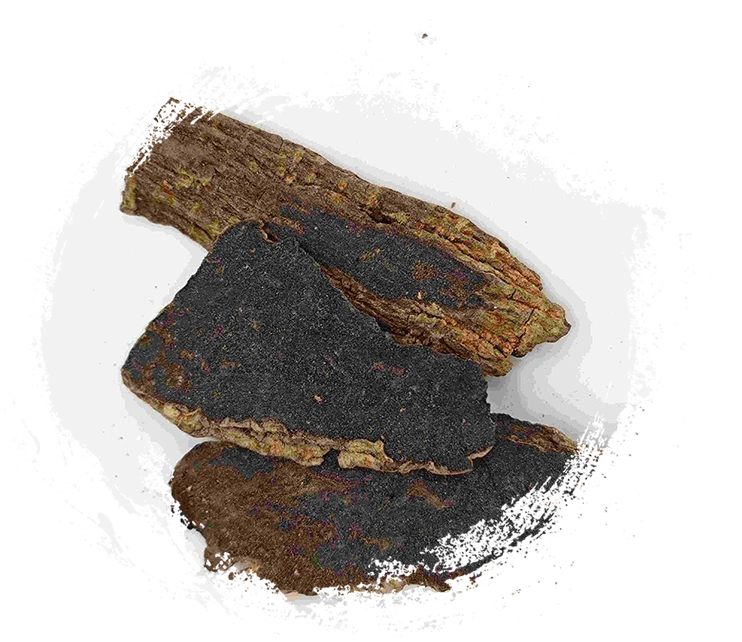 Akar scrophularia (xuanshen)