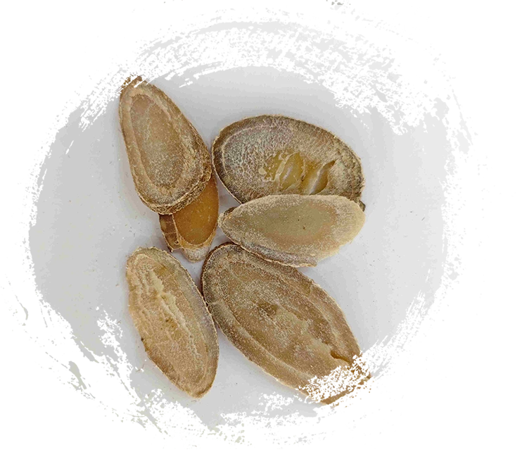 Rhizome Turmeric (Yujin)