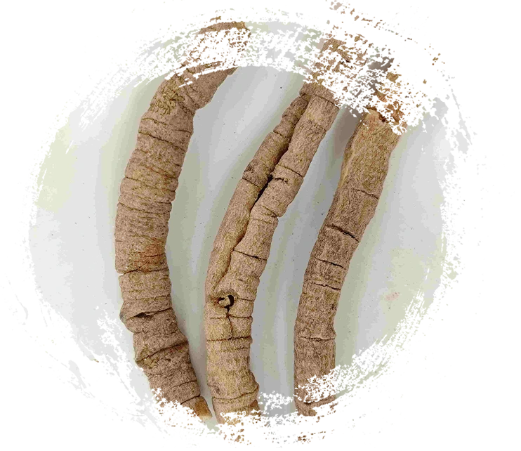 Akar polygala (yuanzhi)