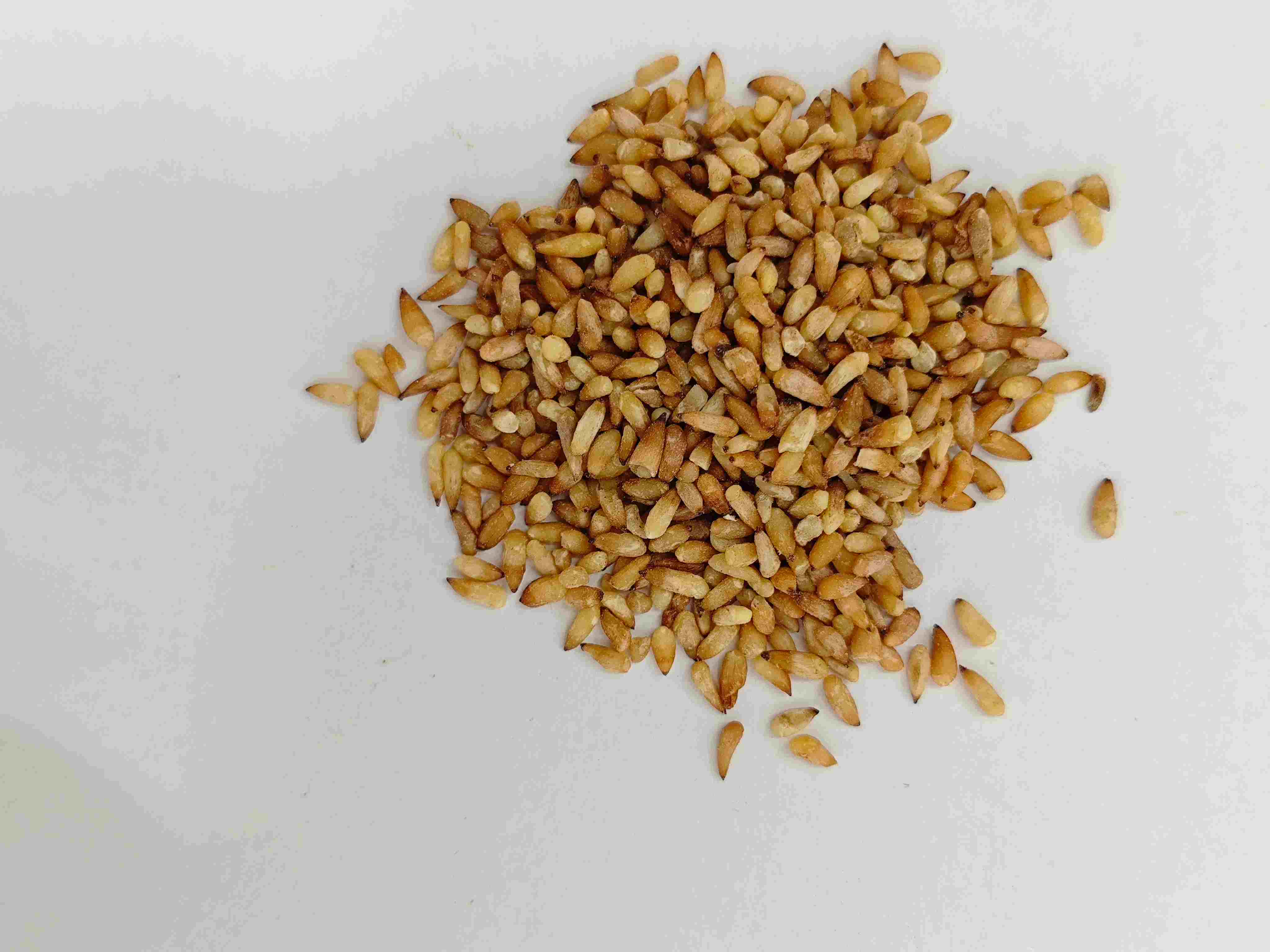 Benih Arborvitae Cina (bǎi zǐ rén)