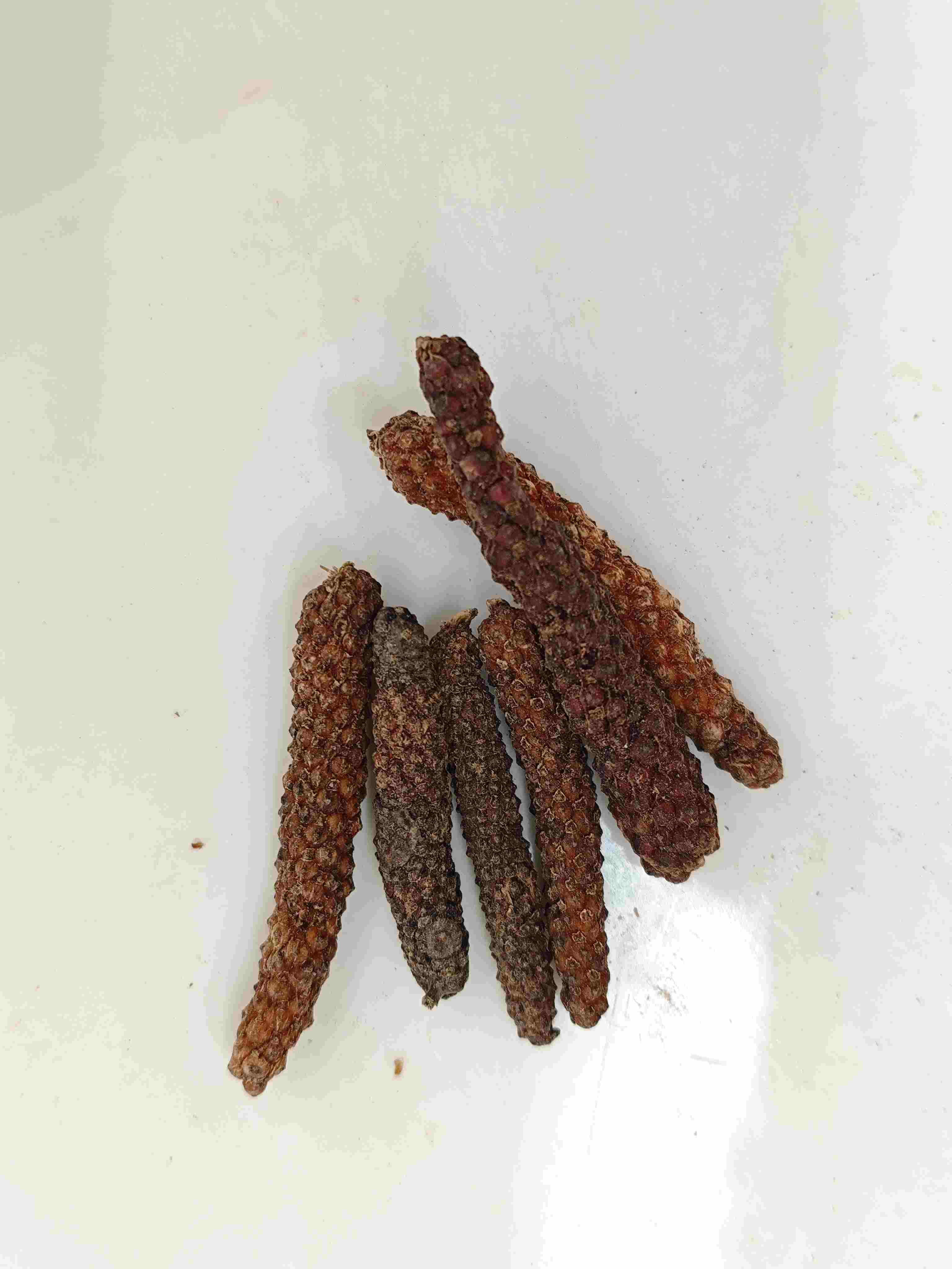 Piper Longum Fruit (Bì Bá)