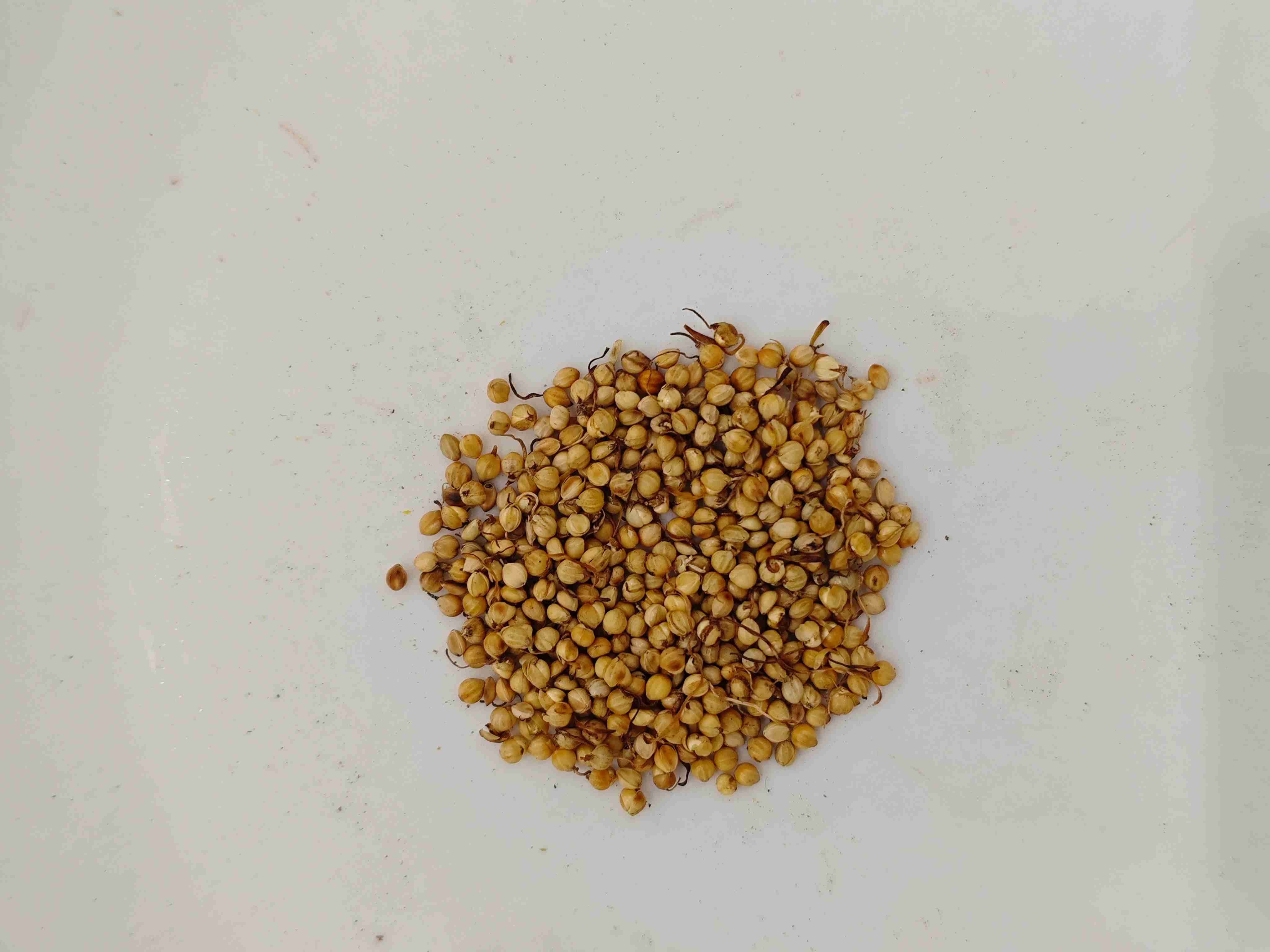 Tumbuh Beras Panggang (Chǎo Gǔ Y&aacute;)