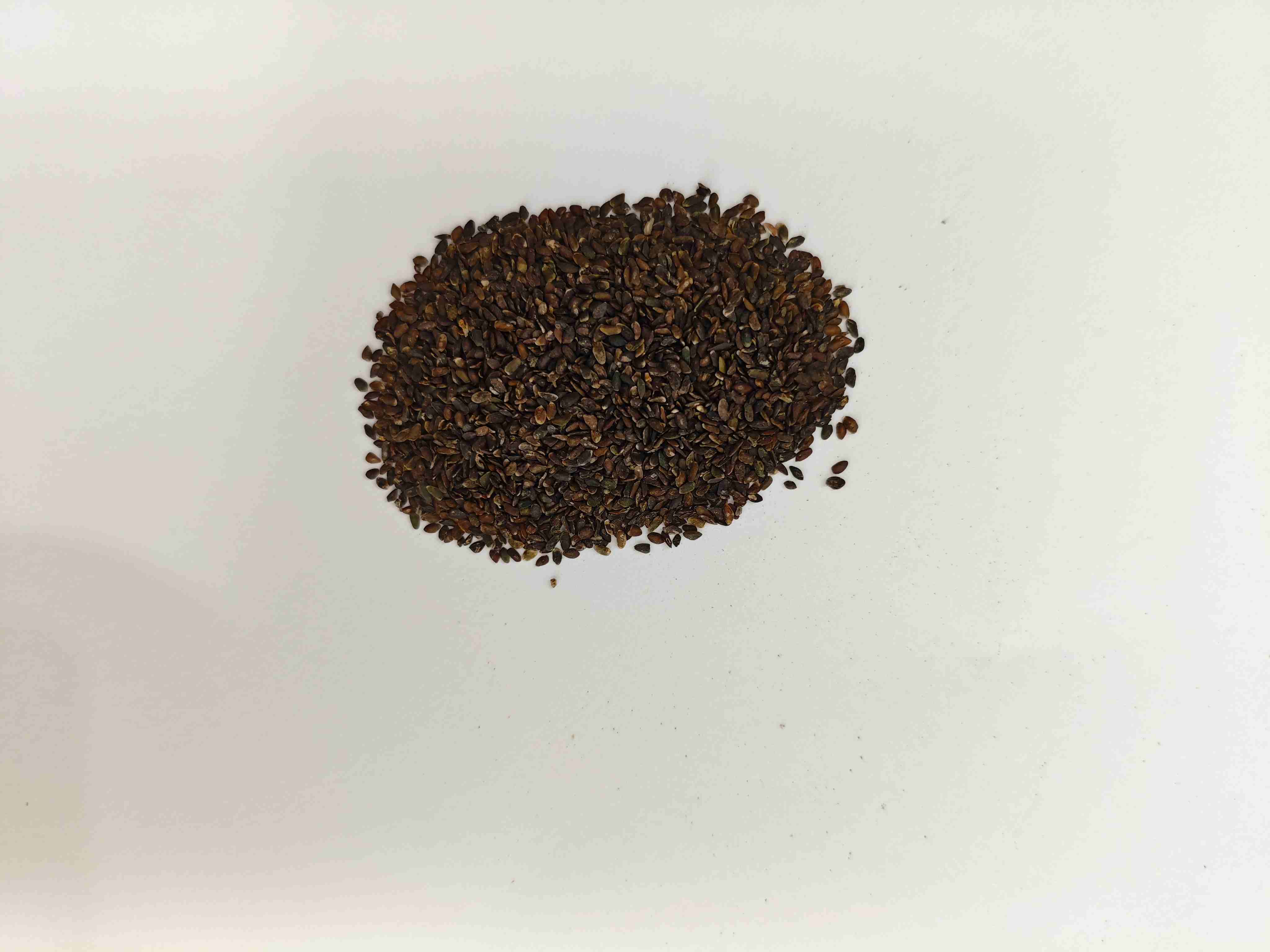 Benih Plantain (Cheqianzi)