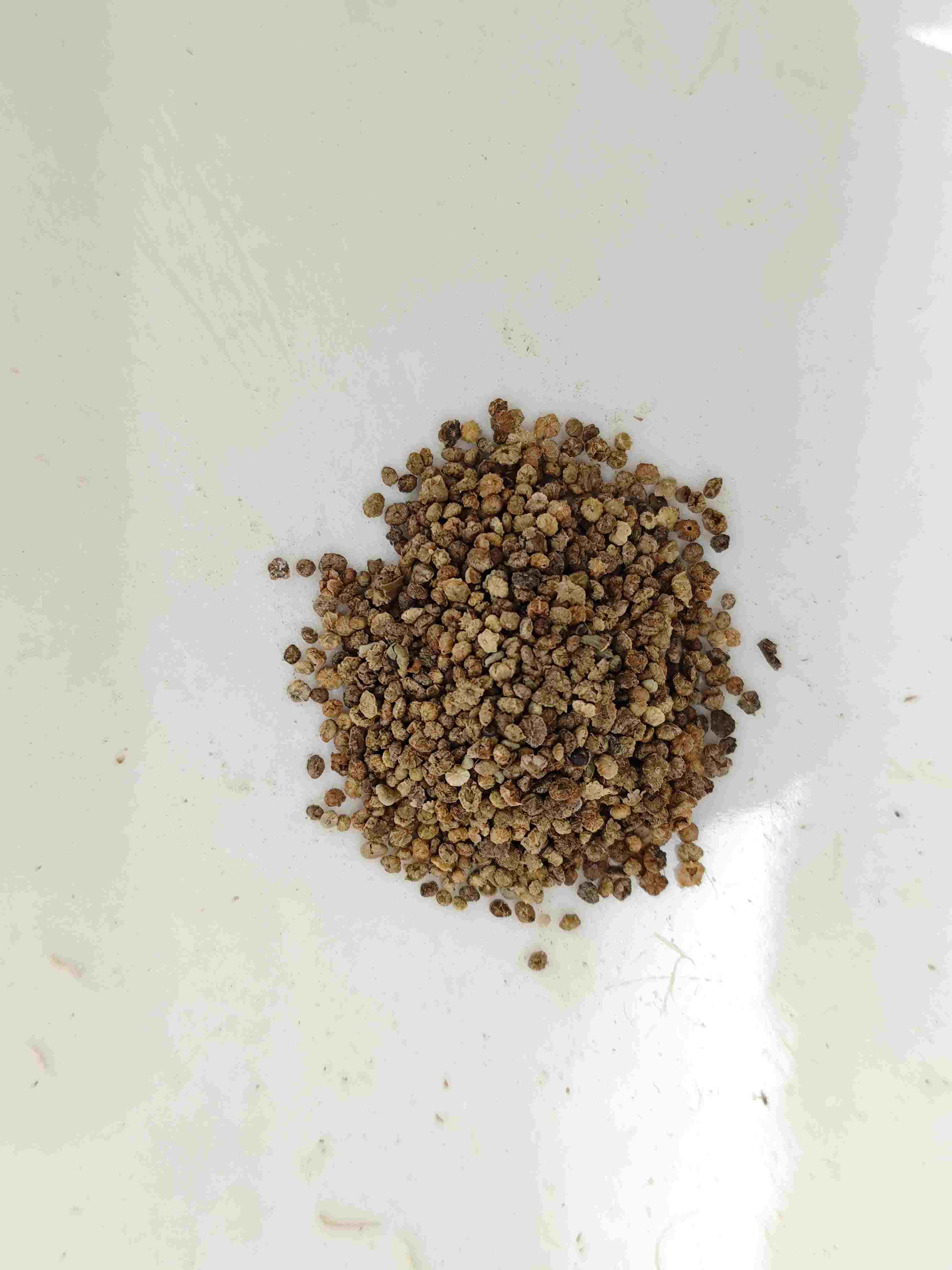 Buah Kochia (difu zi)