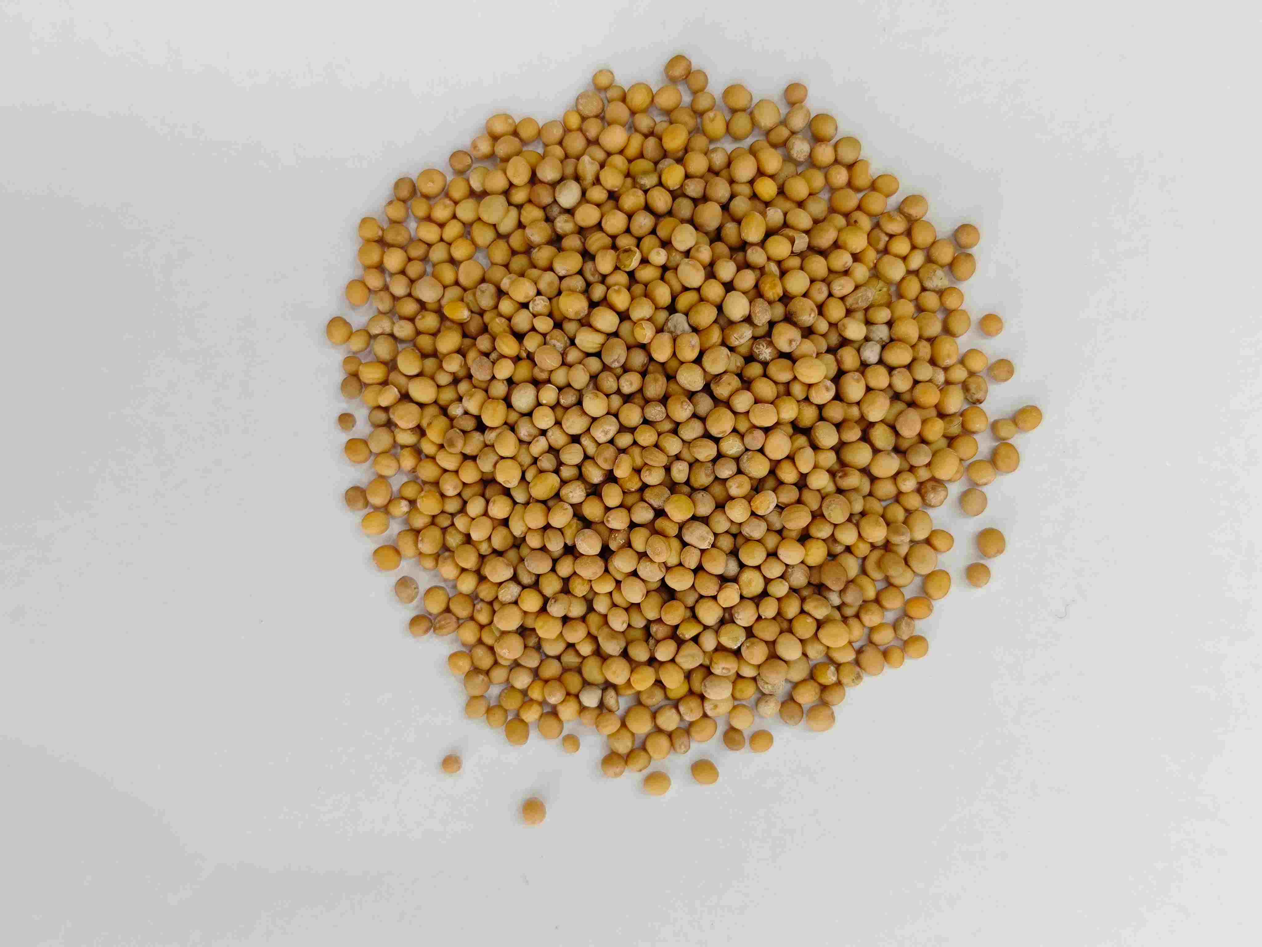 Benih Mustard (Jièzǐ)