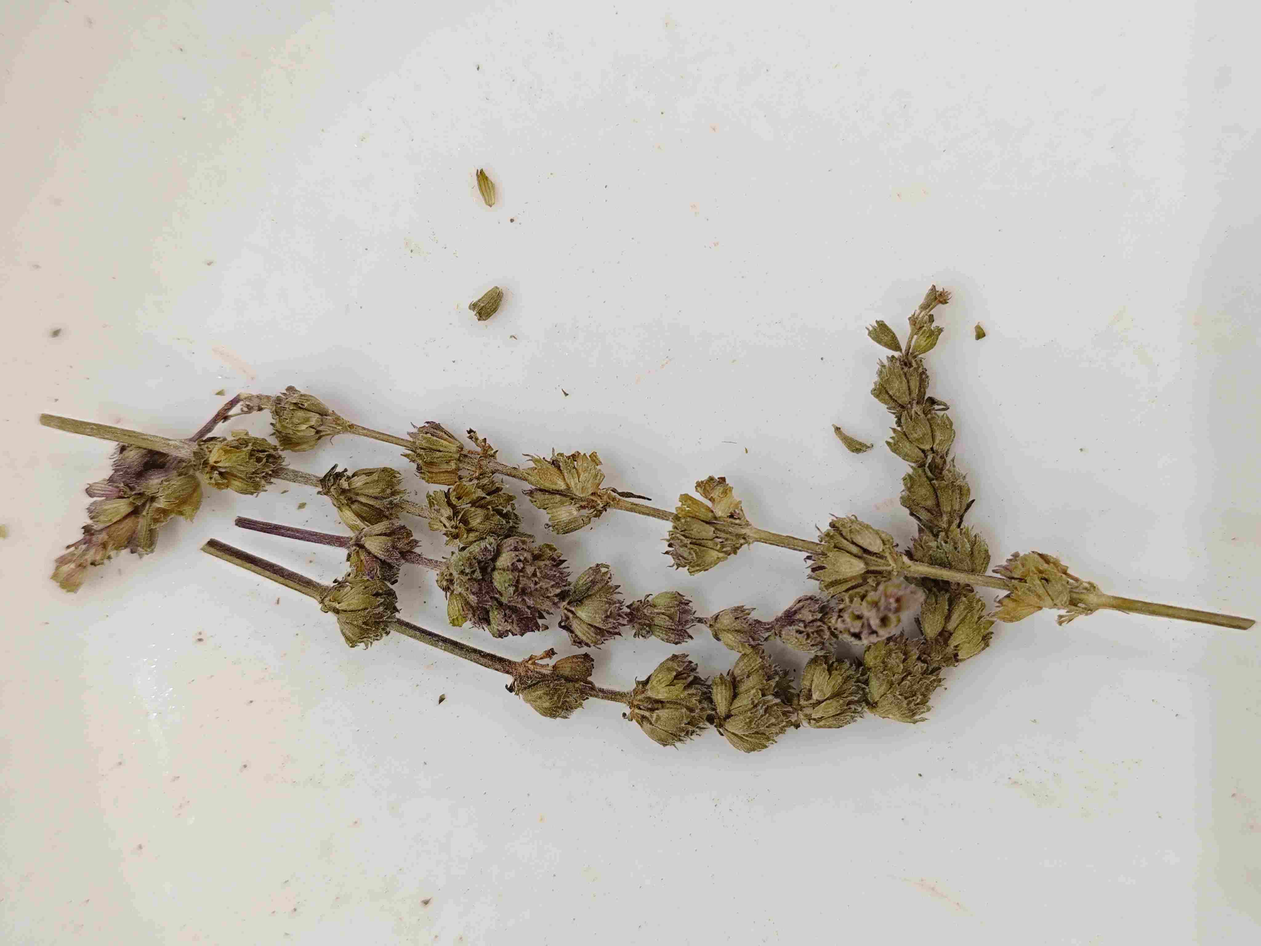 Schizonepeta Spike (Jīngjiè suì)