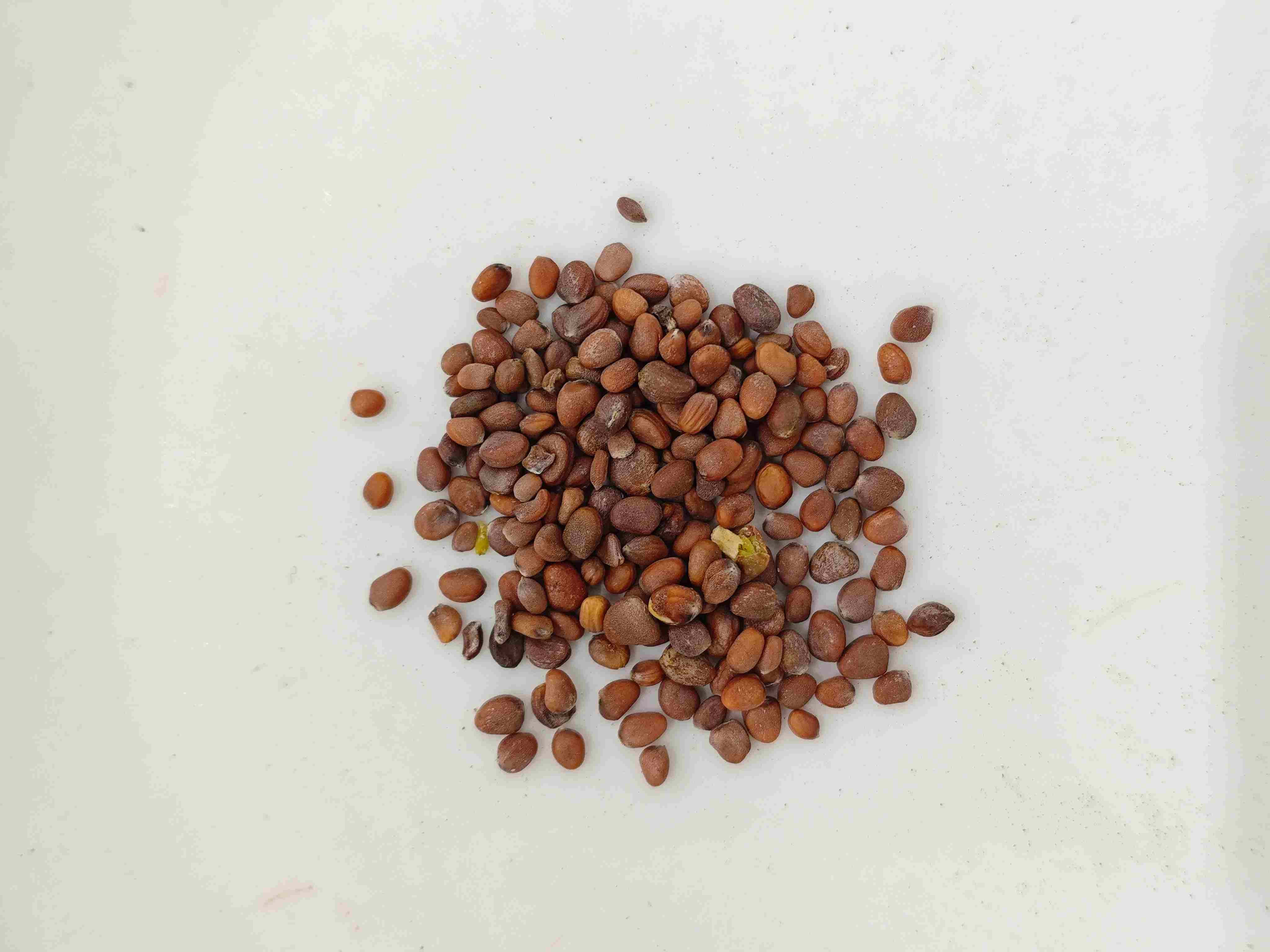 Benih lobak (làifúzǐ)