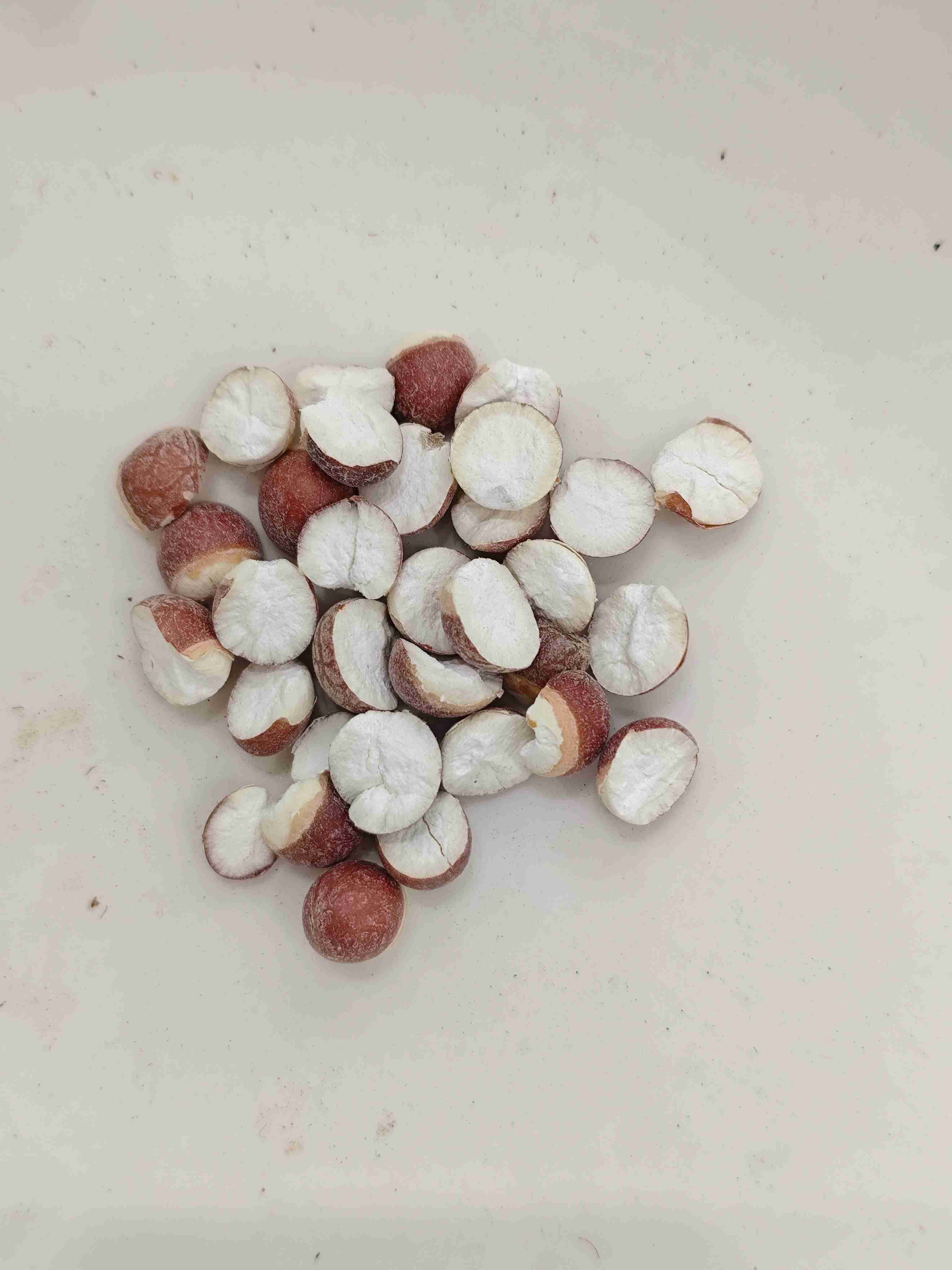 Benih Euryale (Qiànshí)