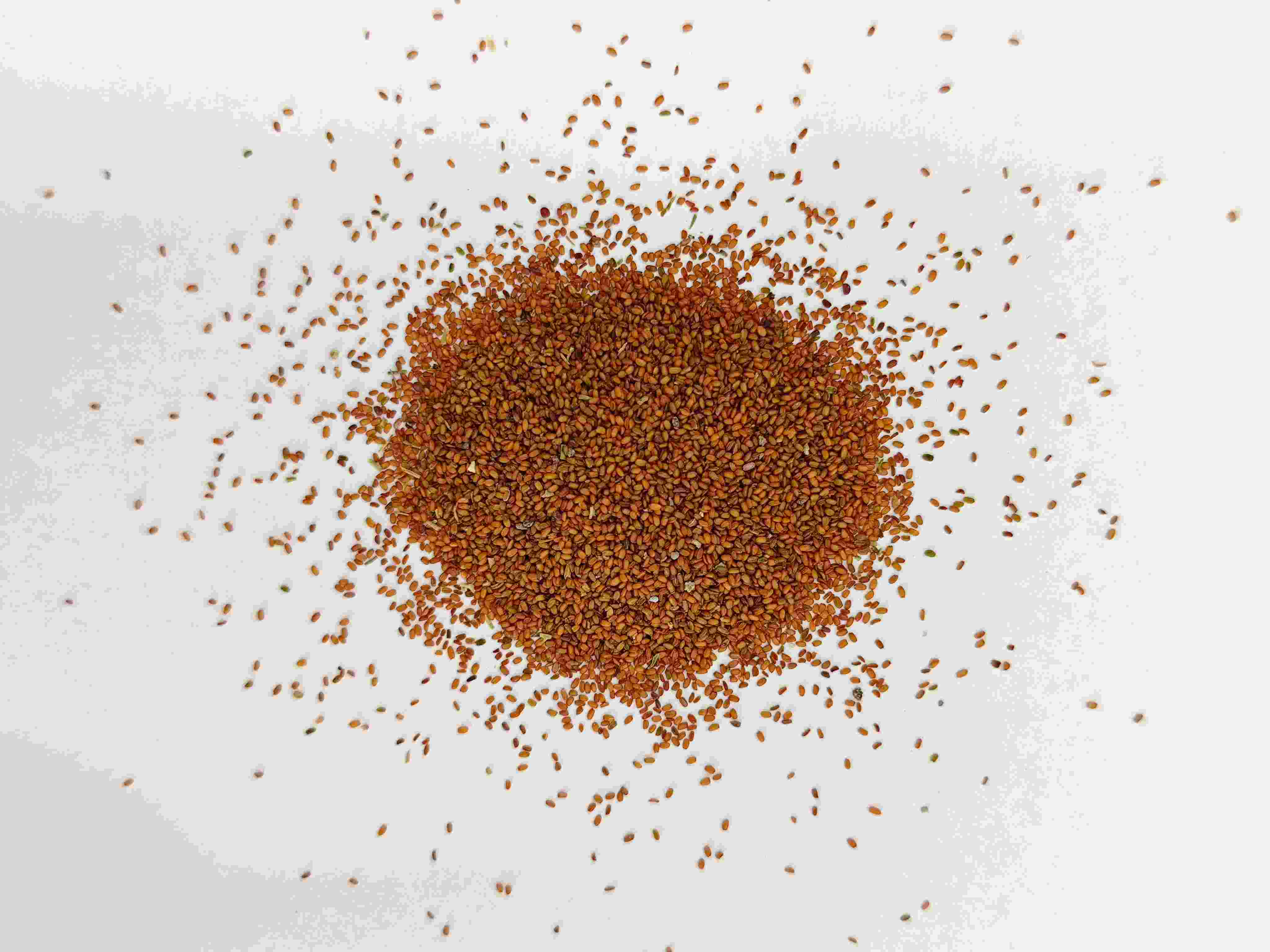 Benih Coltsfoot (Tínglìzǐ)