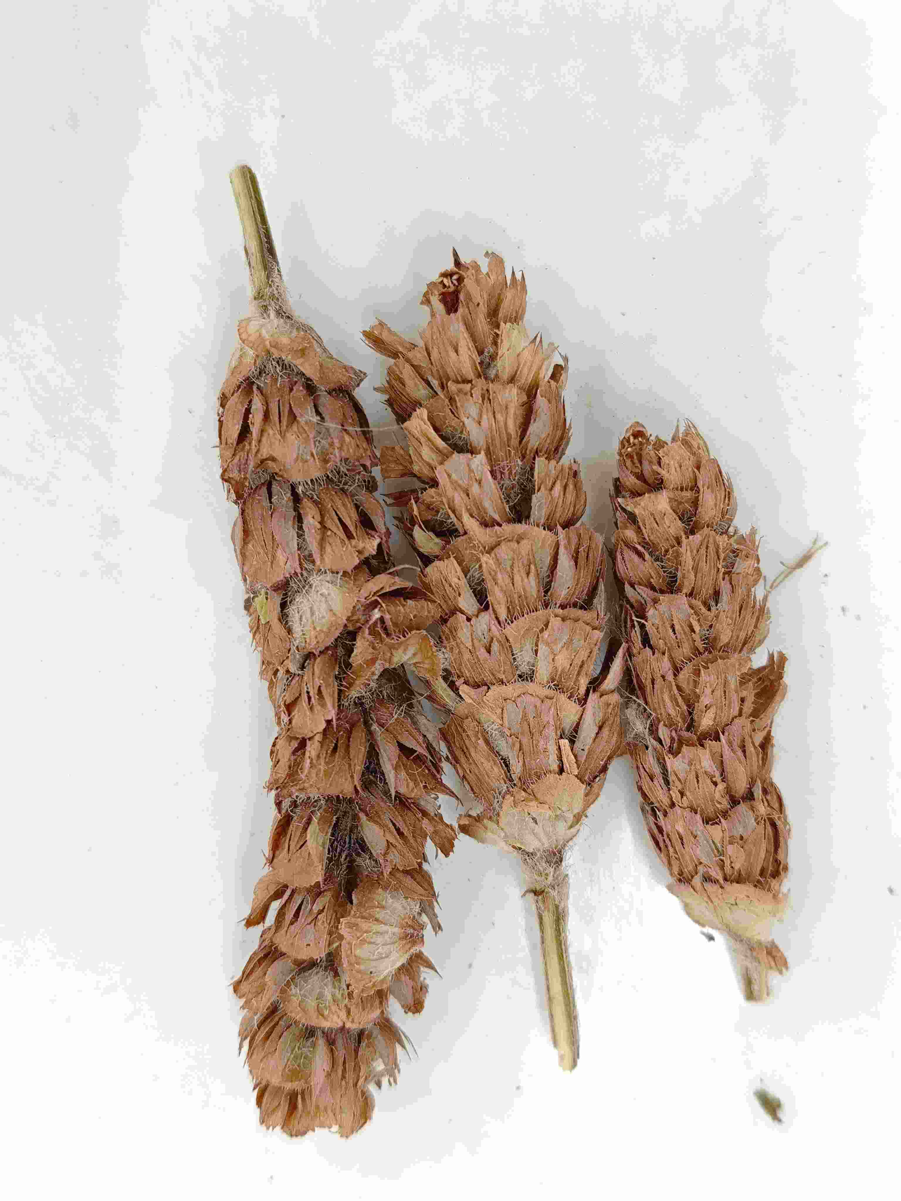 Prunella Herb (xiàkūcǎo)