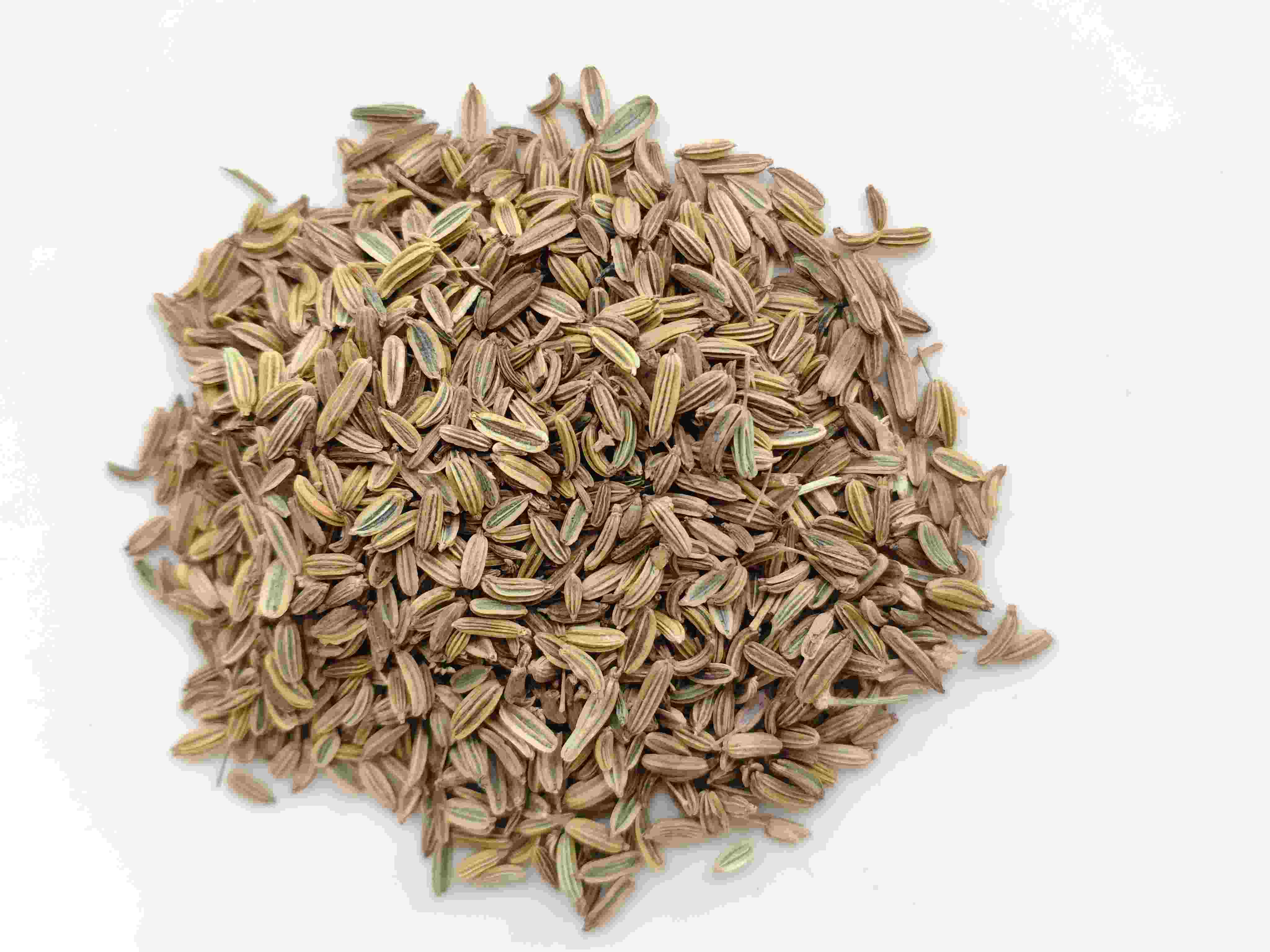 Benih adas (xiǎo huíxiāng)