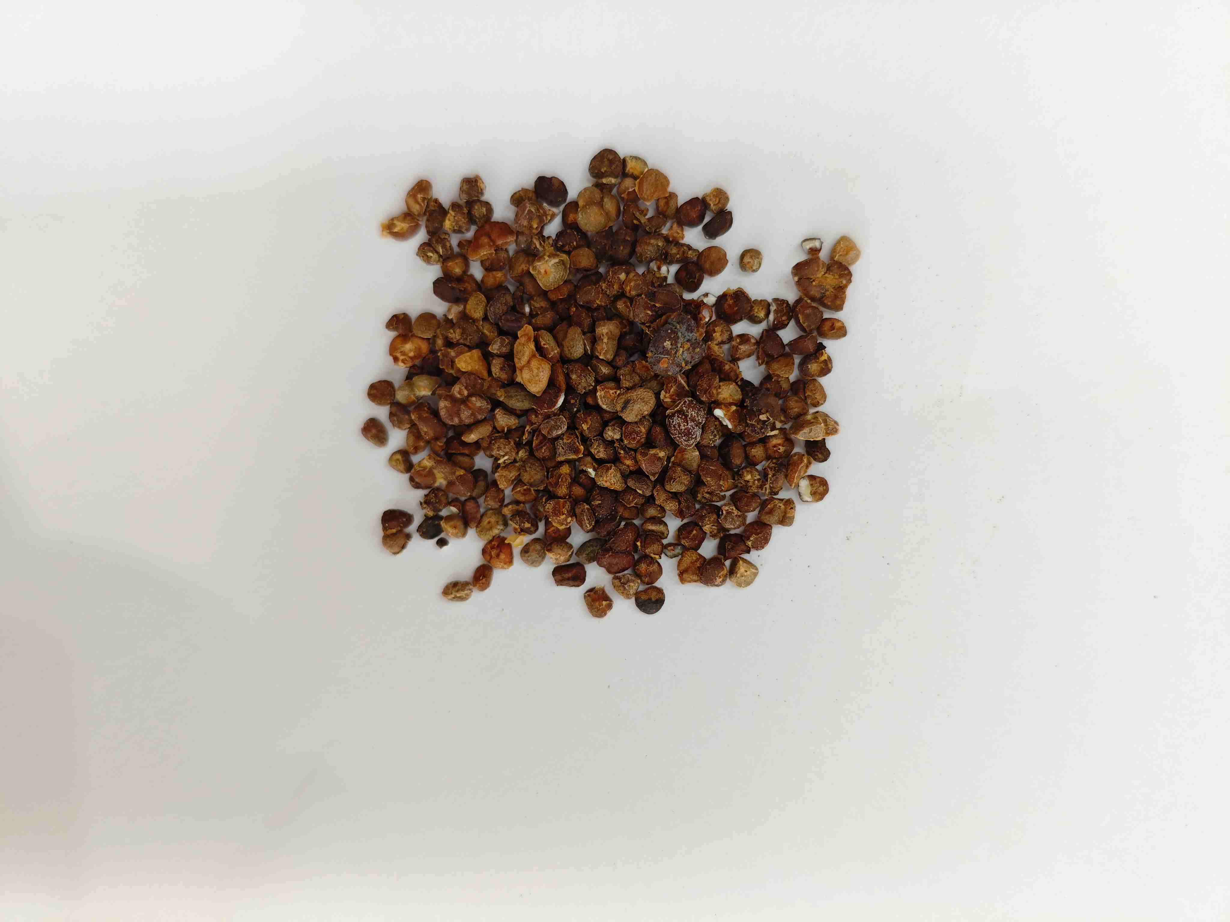 Lily Halia Cina (yìzhì)