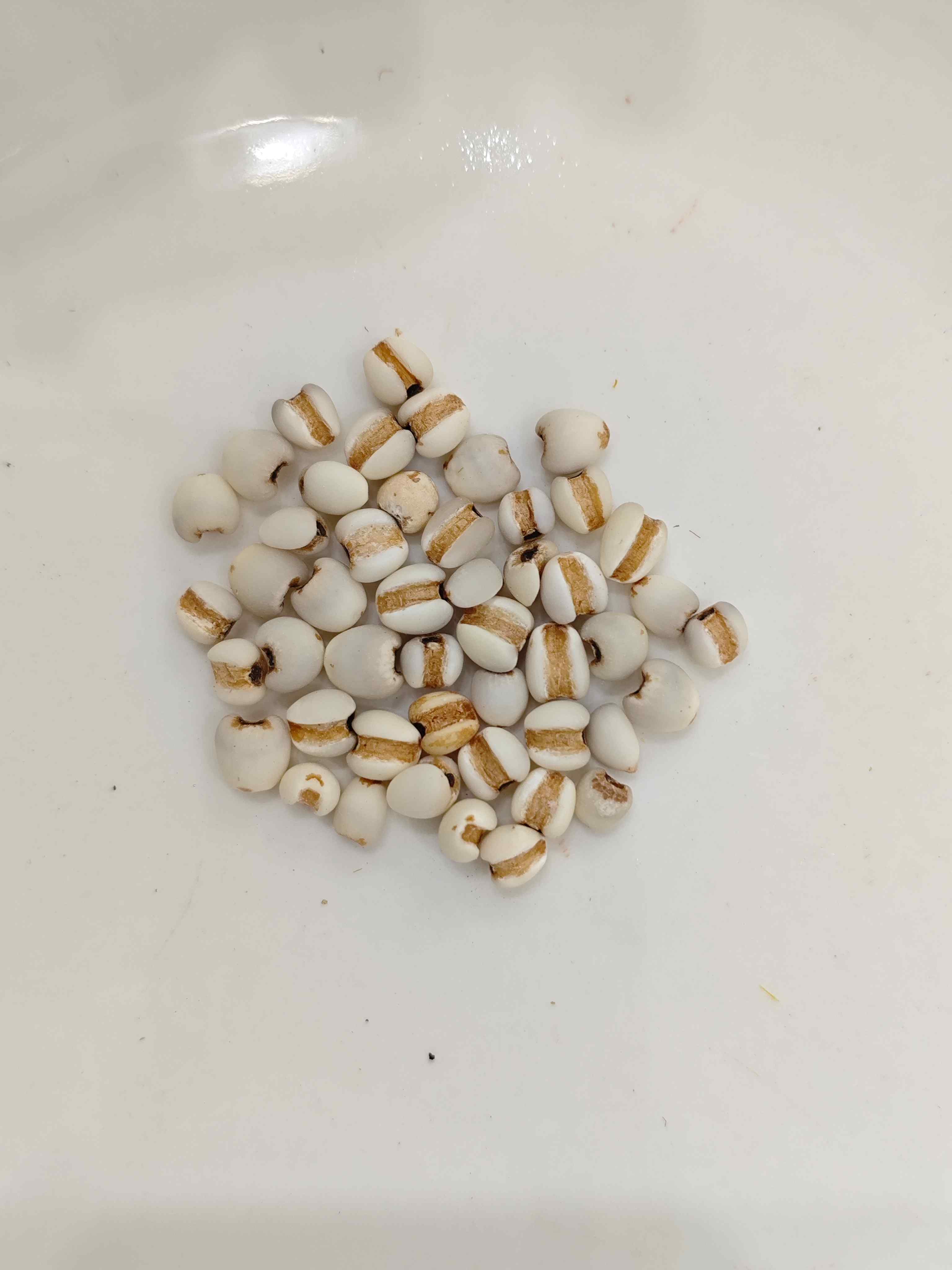 Biji coix (y&igrave;yǐr&eacute;n)