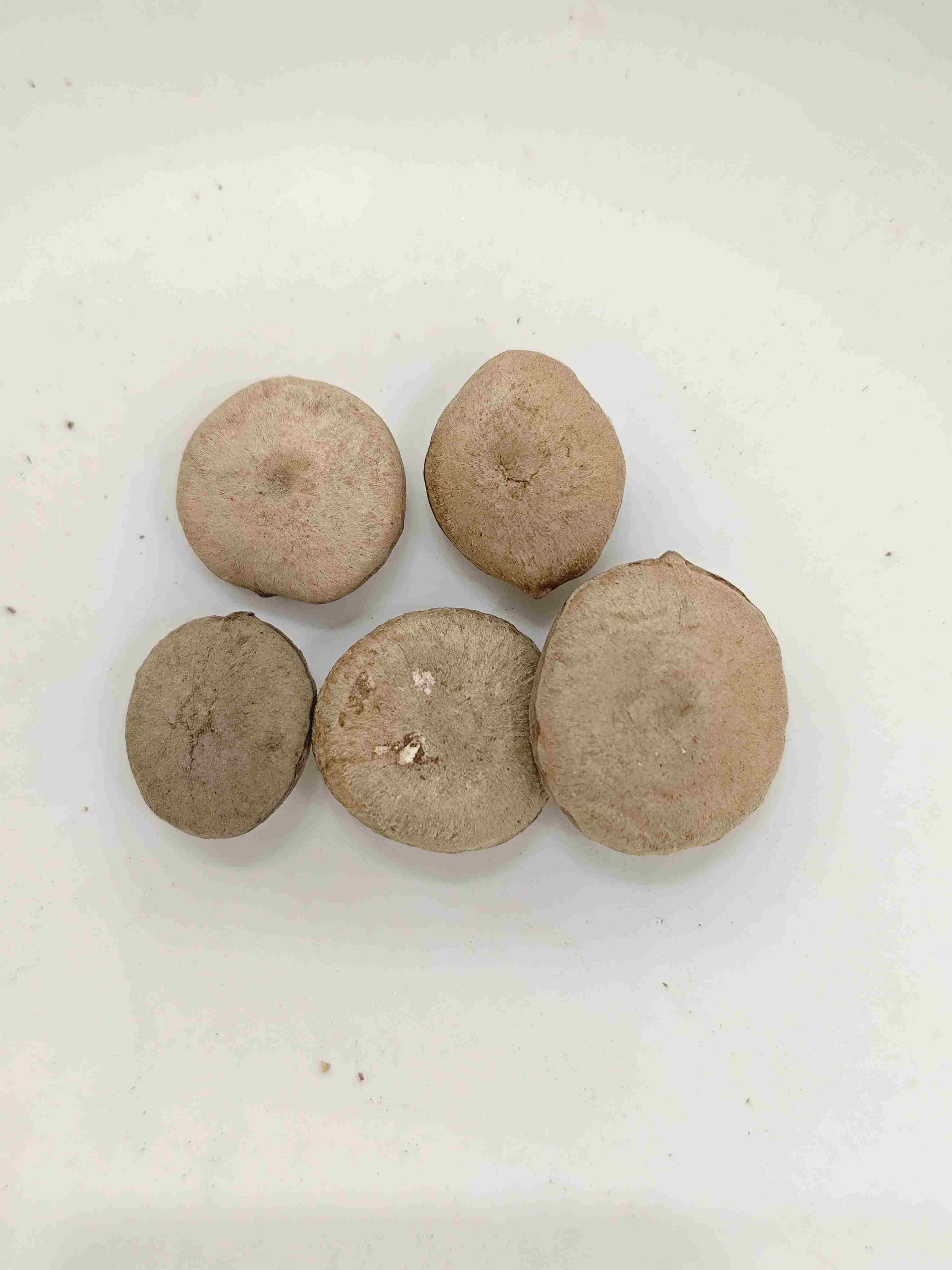 Benih Strychnos yang diproses (Zhì Mǎqiánzǐ)