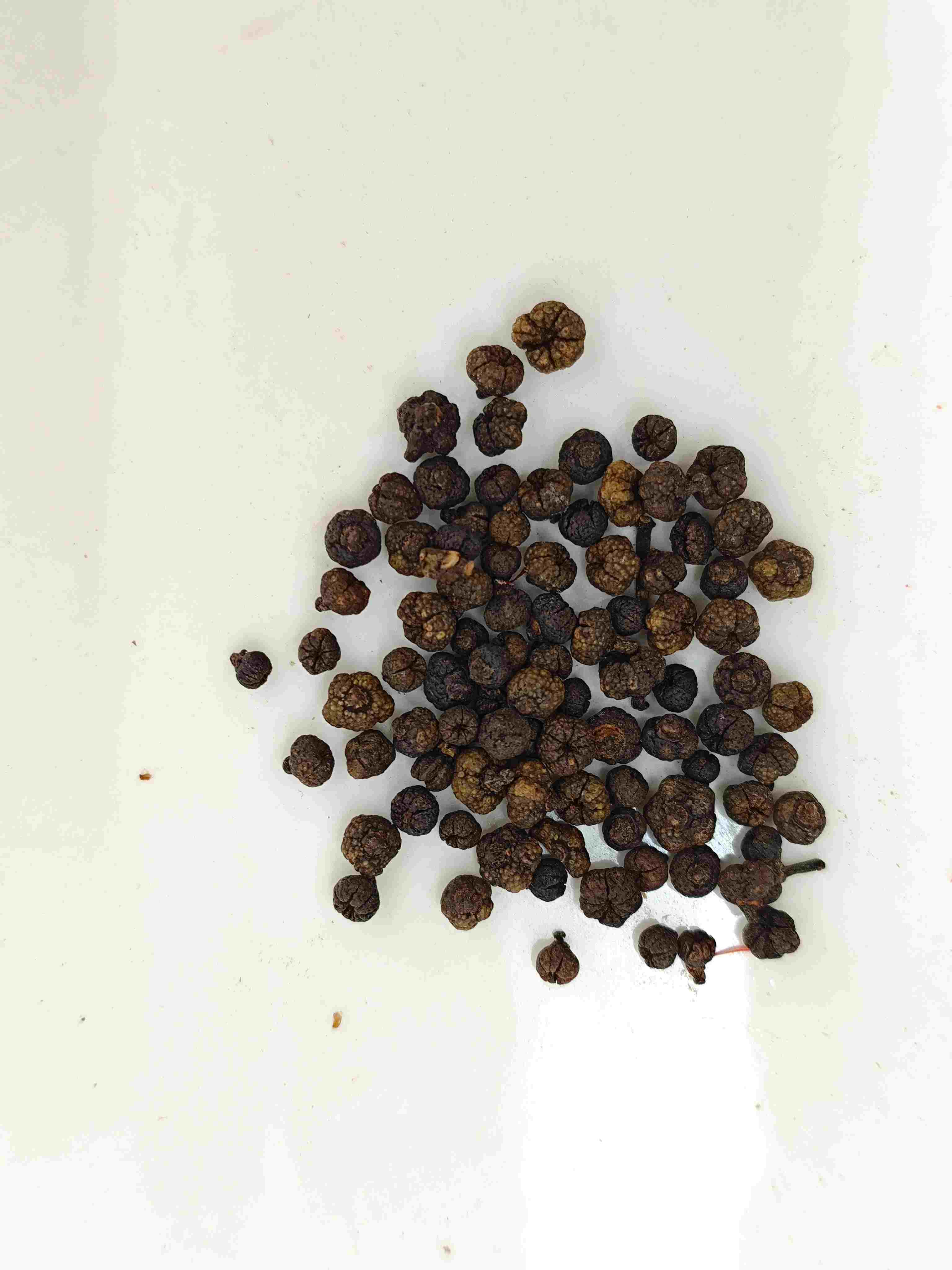 Buah Evodia yang diproses (Zhì Wúzhūyú)