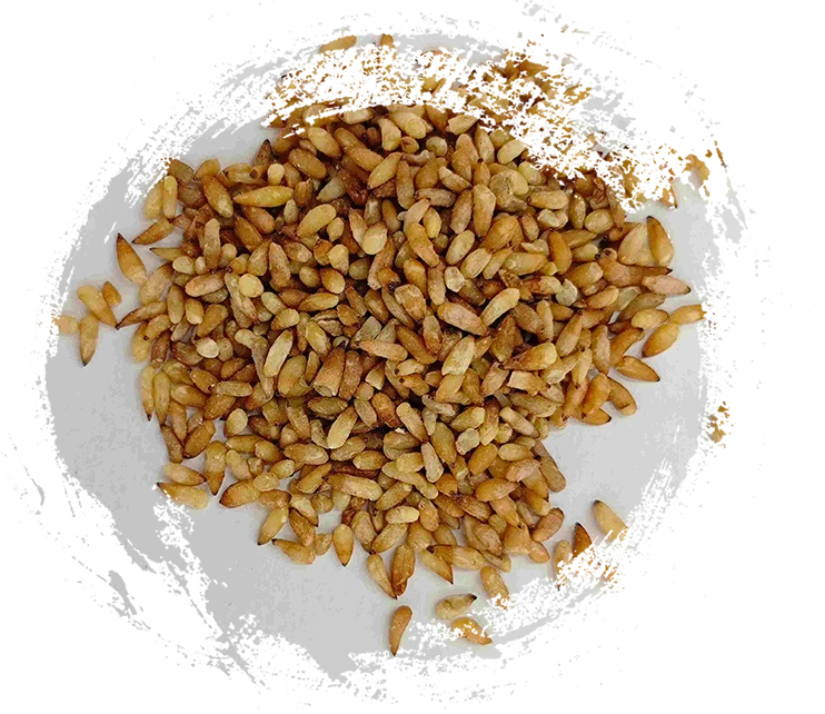 Benih Arborvitae Cina (bǎi zǐ rén)