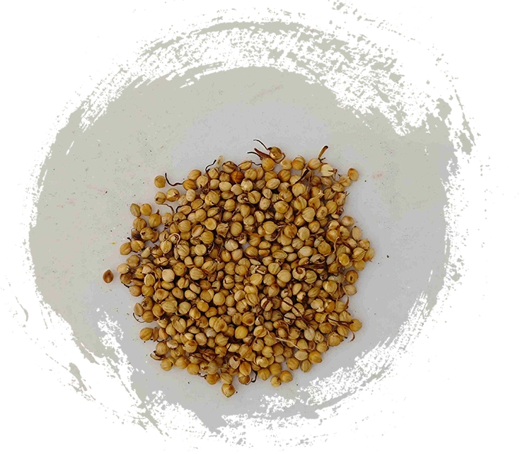 Tumbuh Beras Panggang (Chǎo Gǔ Yá)