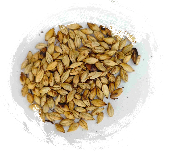 Barley malt panggang (chǎo mài yá)