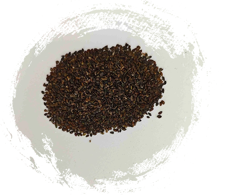 Benih Plantain (Cheqianzi)