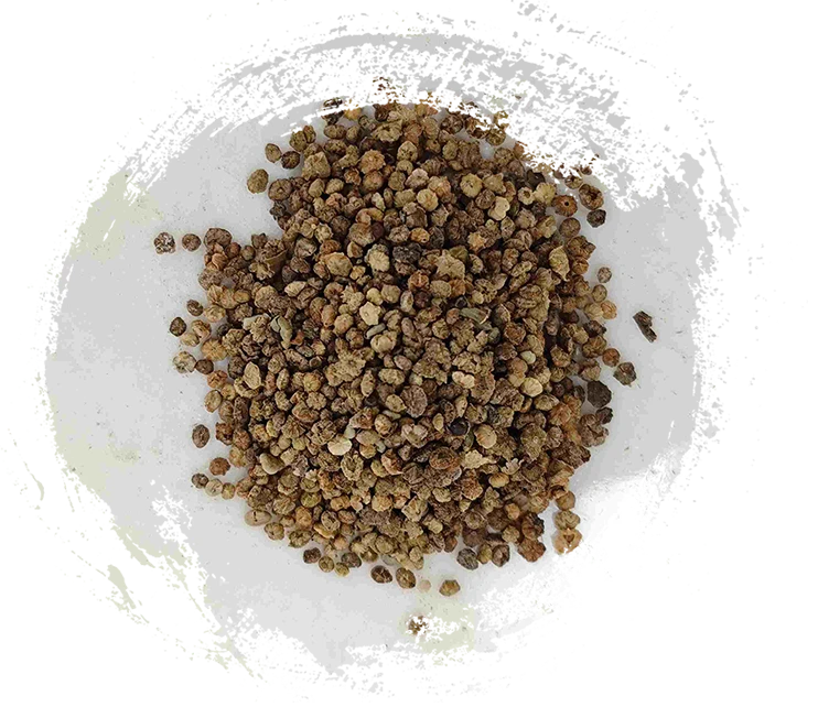 Buah Kochia (difu zi)