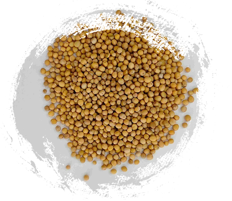 Benih Mustard (Jièzǐ)