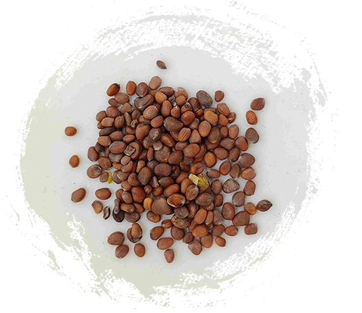 Benih lobak (làifúzǐ)