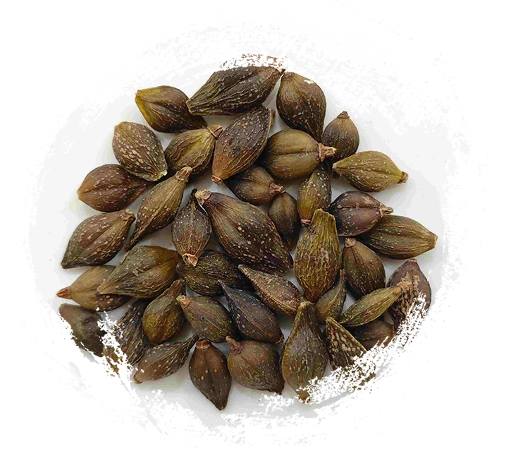 Buah Forsythia (liánqiào)