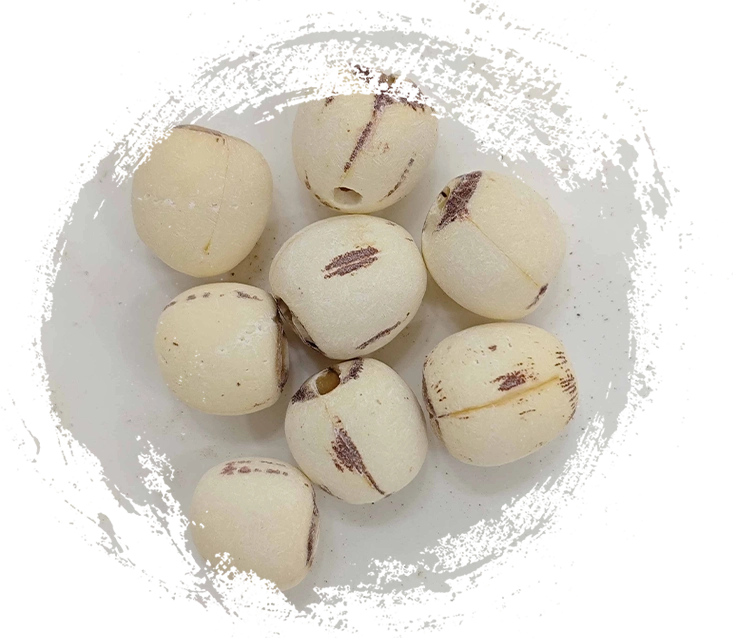 Benih Lotus (liánzǐ)