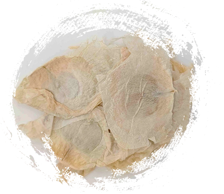 Kulit kayu rama -rama (mù húdié)