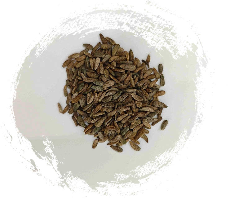 Benih Arctium Lappa (niúbàngzǐ)