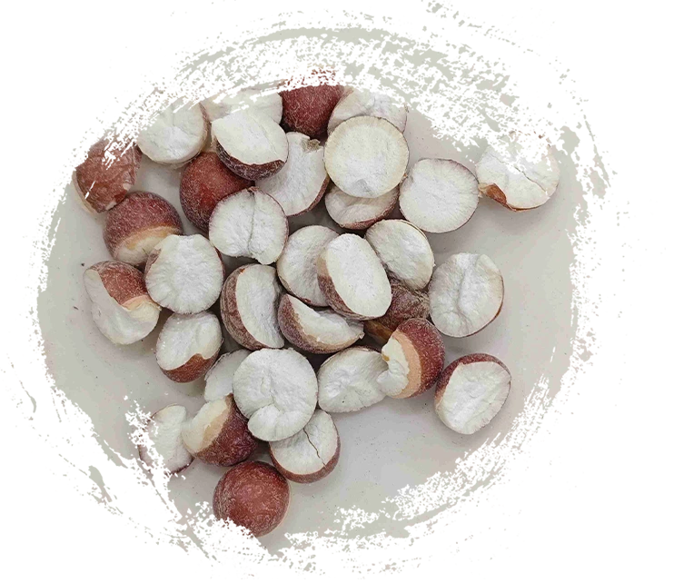 Benih Euryale (Qiànshí)