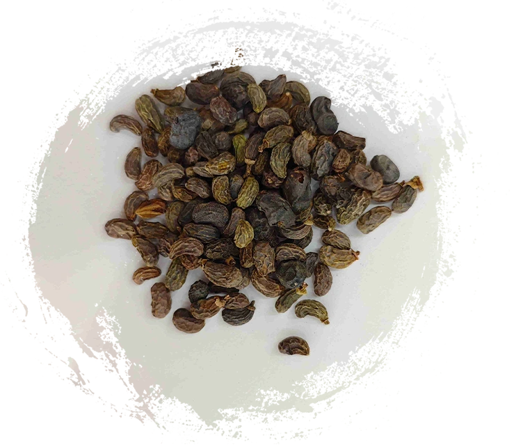 Buah ligustrum (nǚzhēnzǐ)