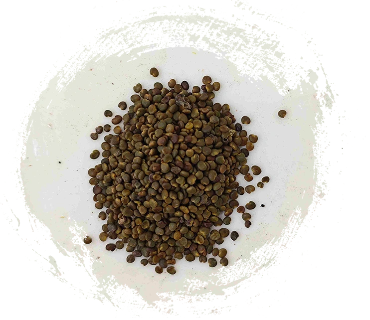 Biji Astragalus (Shāyuànzǐ)