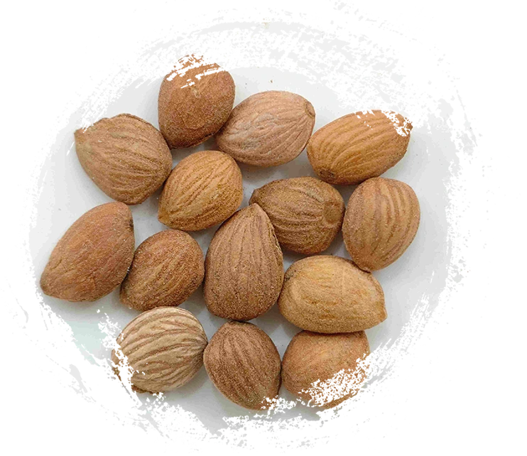 Kernel Peach (Táorén)