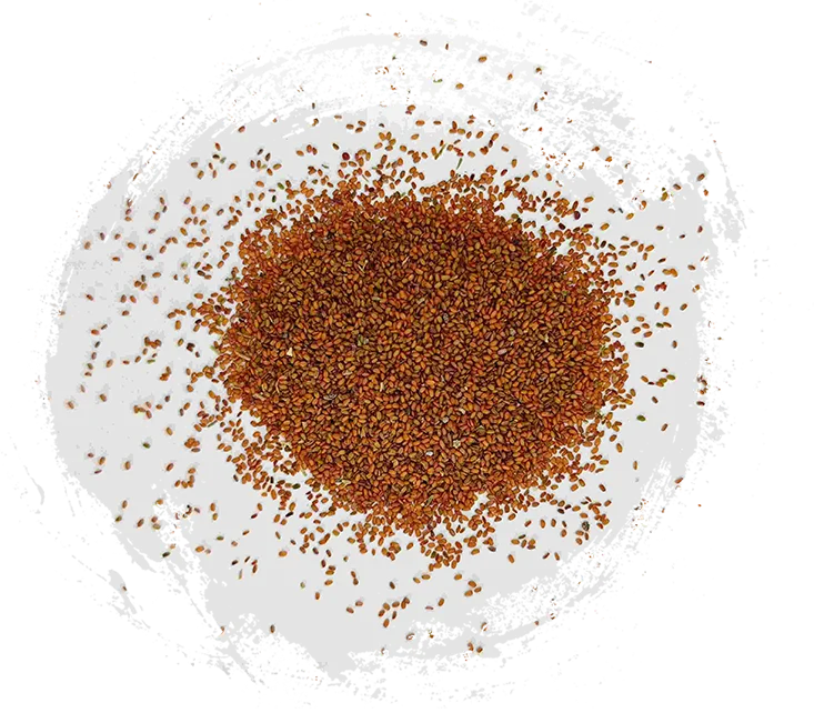 Benih Coltsfoot (Tínglìzǐ)