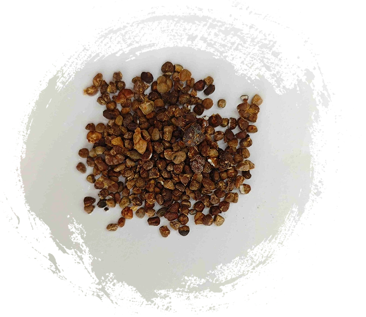 Lily Halia Cina (yìzhì)