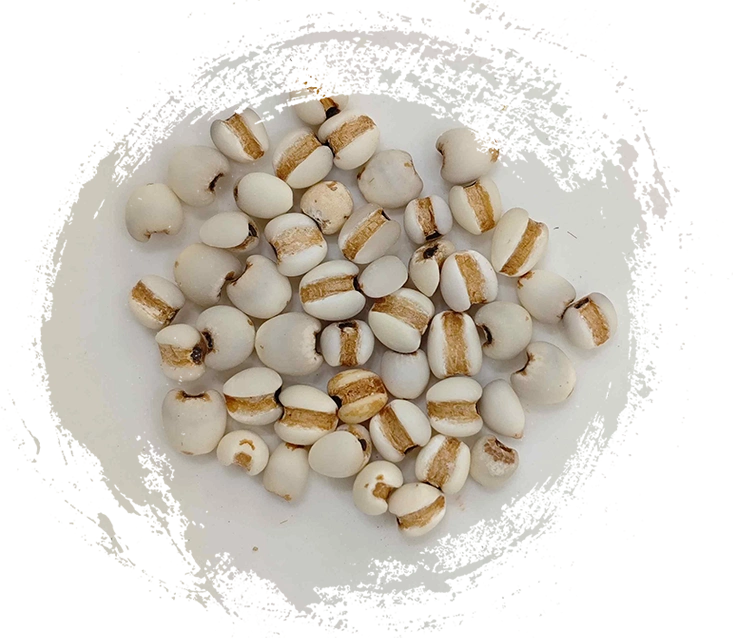 Biji coix (yìyǐrén)