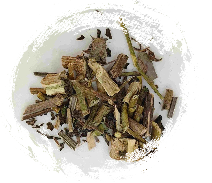 Bud Putih (báiyīng)