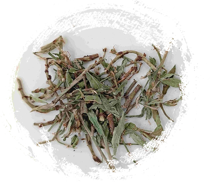Herba Dogwood / Knotgrass (piān xù)