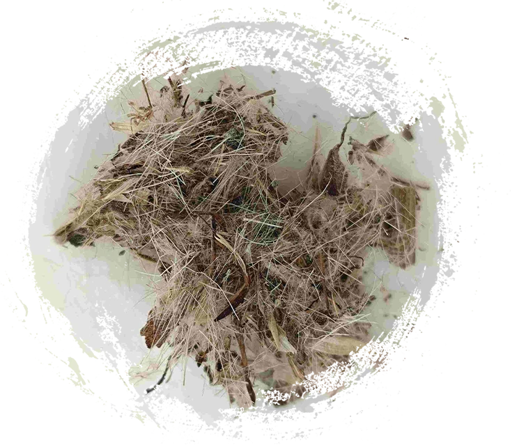 Thistle hebat (dàjì)