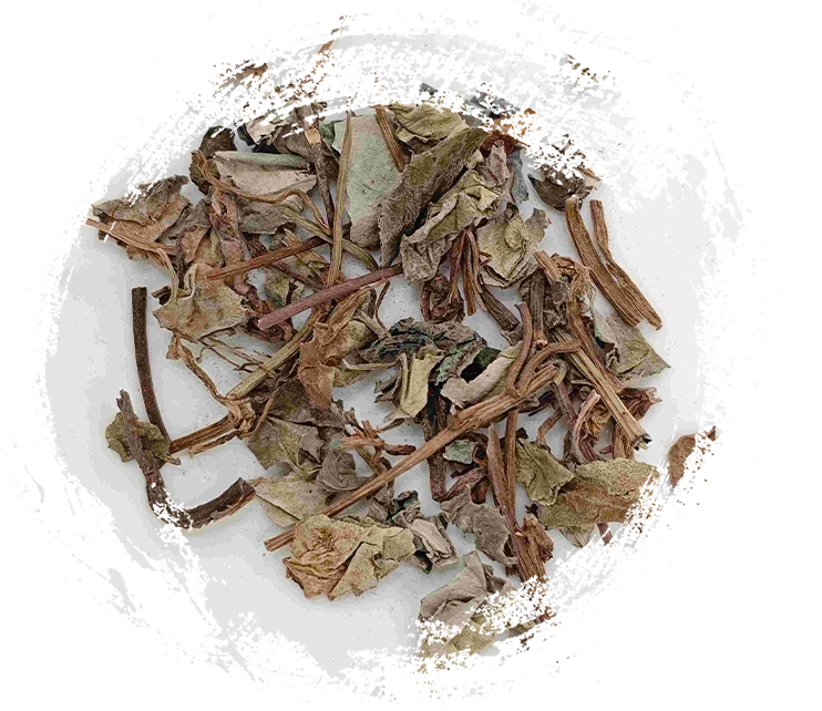 Tumbuhan dalam TCM: Sifat Unik dan Aplikasi Terapeutiknya