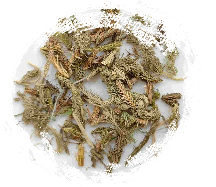 Herba Sargassum (shēn jīn cǎo)